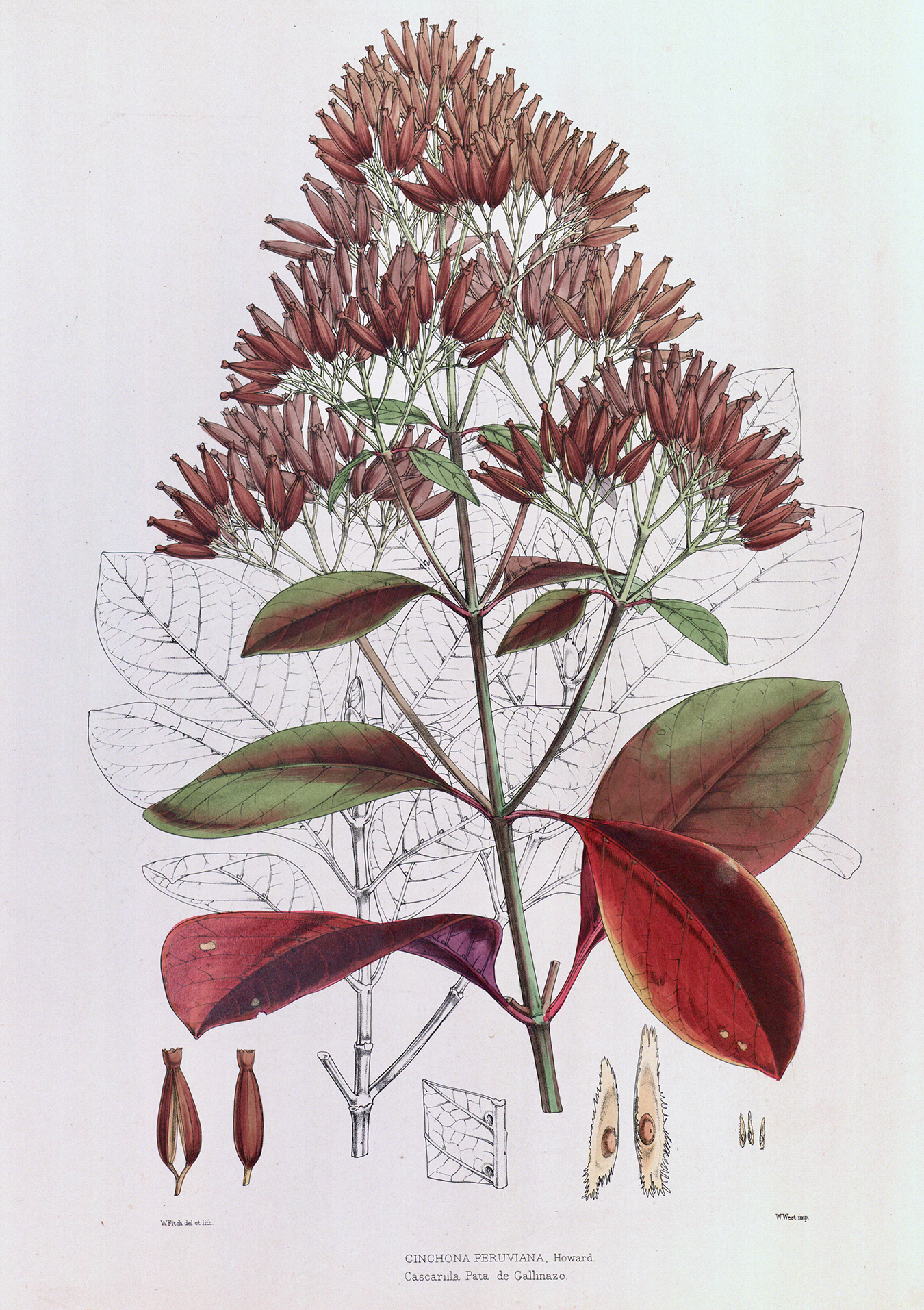 A hand drawn and colored botanical illustration with dark red leaves and flowers.