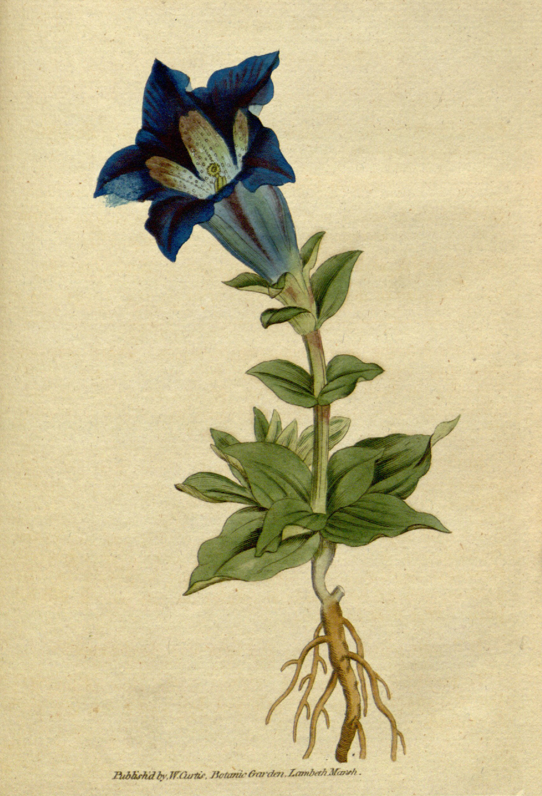 Colored illustration of a dark blue bloom with thick green leaves.