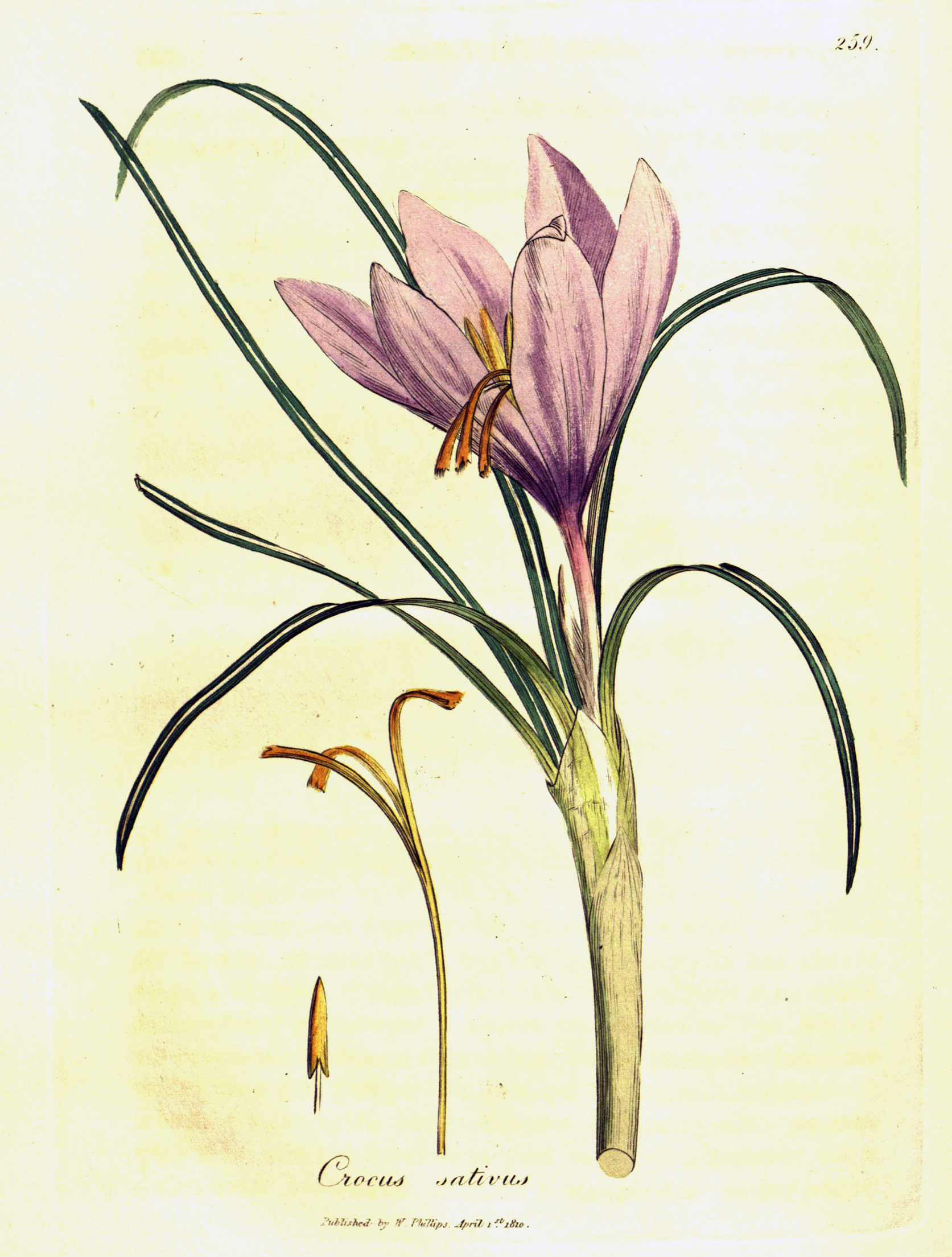 Colored illustration of a pink bloom and thin green leaves.