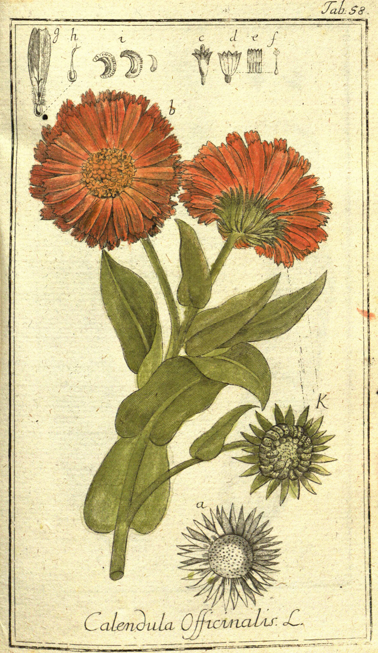 Colored illustration with large orange flower on a tall green stalk with wide green leaves.