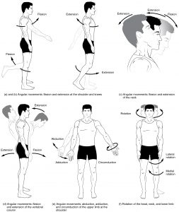 9.5 Types of Body Movements – Anatomy and Physiology