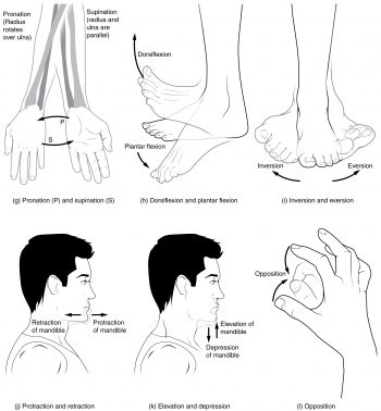 9.5 Types of Body Movements – Anatomy and Physiology