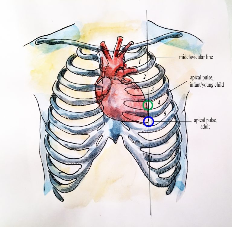 Where To Palpate Apical Pulse